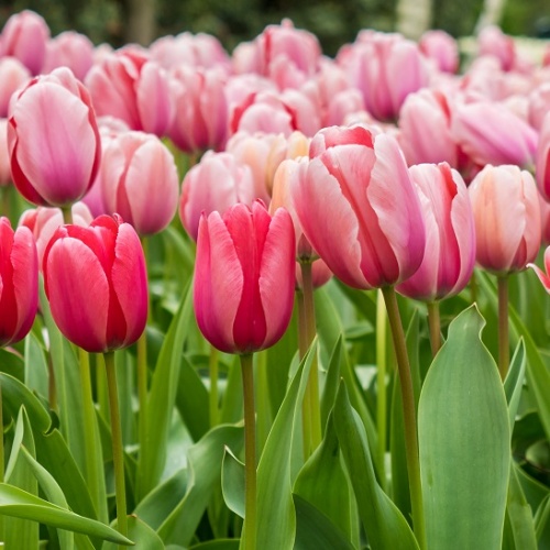 Tulip Bulbs - Pink Impression